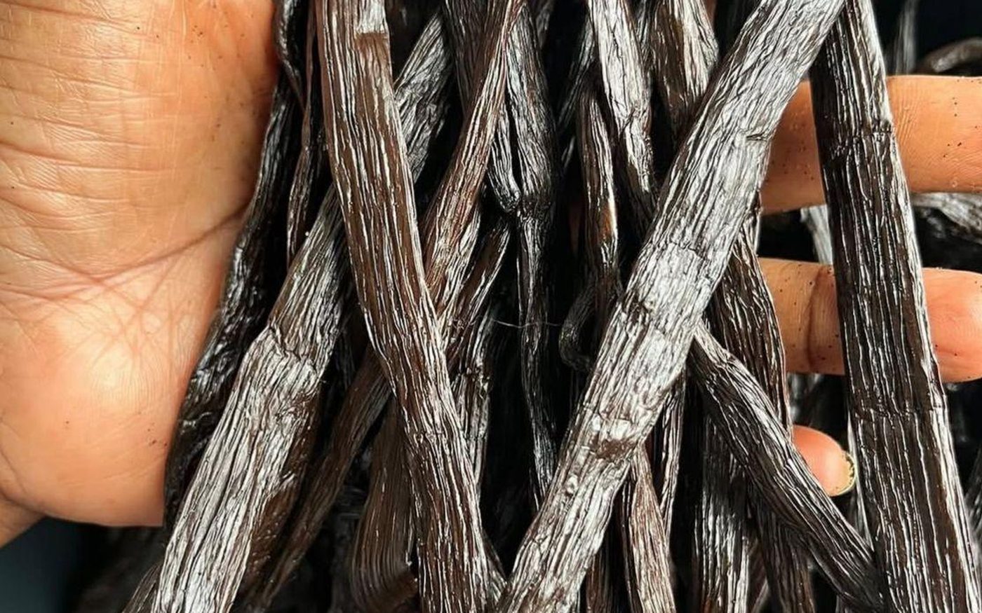 A handful of cured Ugandan vanilla pods, plump and frosted with vanillin